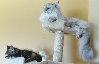 kissojen kiipeilypuut